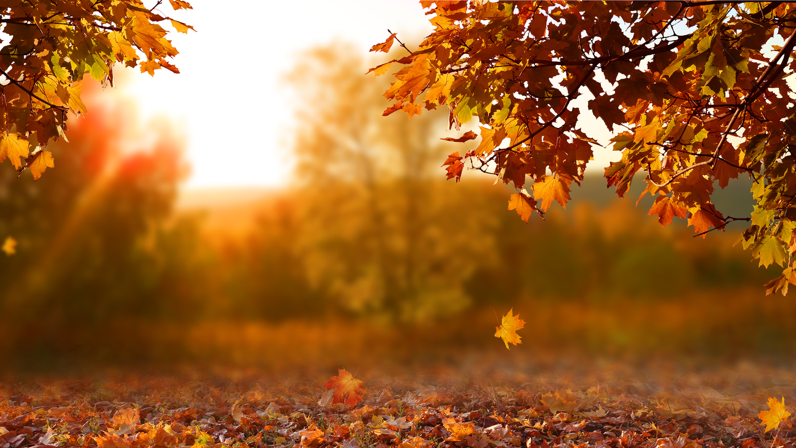 Sunlight Fall