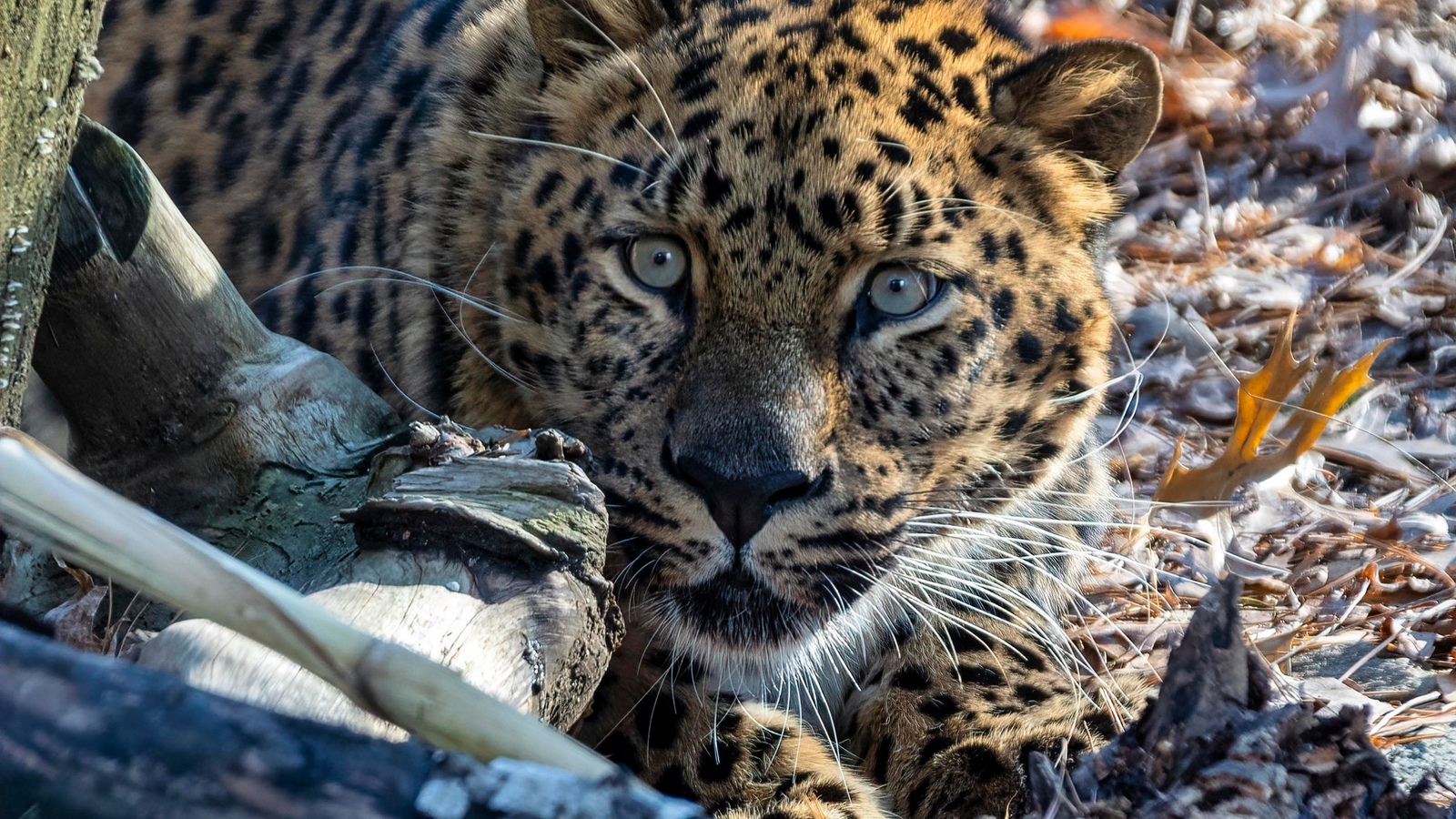Beardsley Zoo Leopard