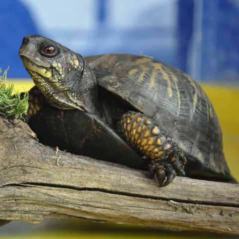 Turtle sitting on a log about to eat a leaf