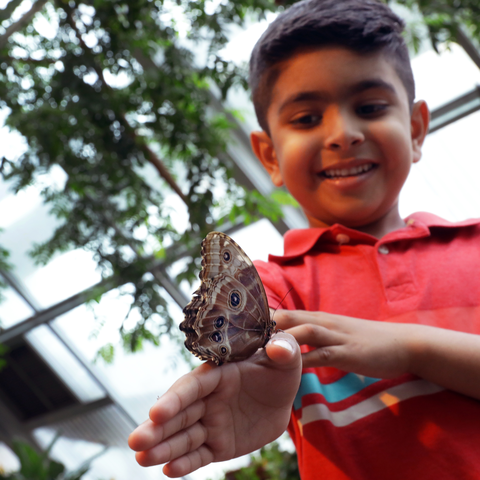 Butterfly Boy