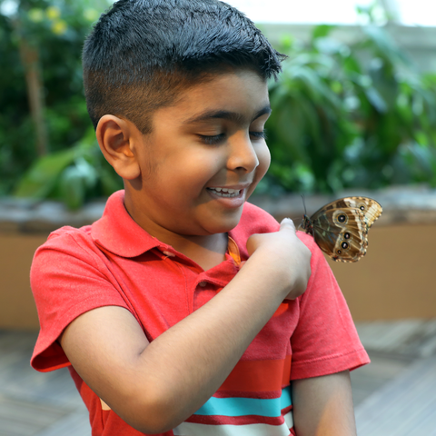 Butterfly Boy