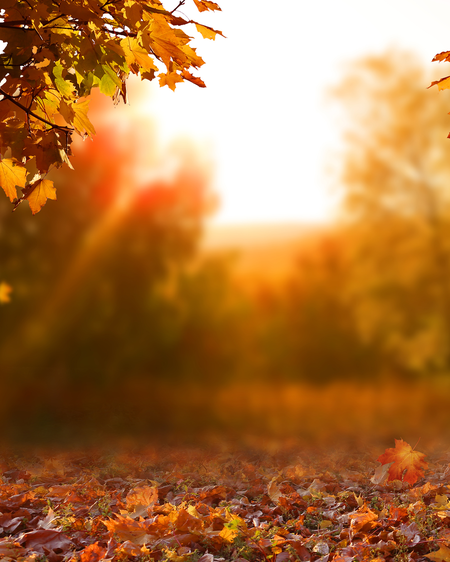 Sunlight Fall