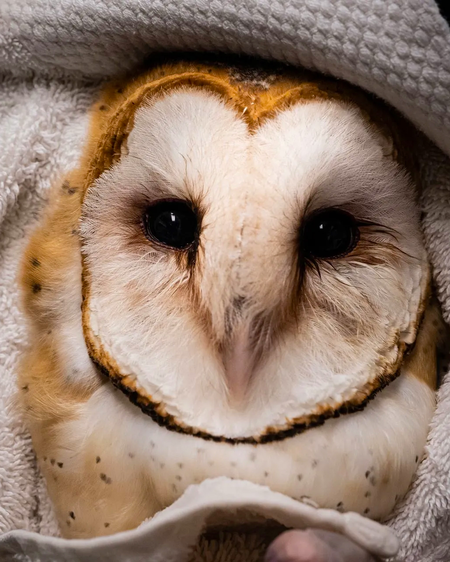 Wild Rescue Hero