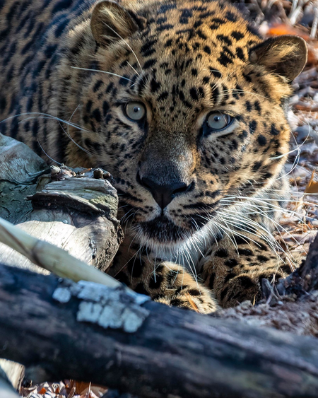 Beardsley Zoo Leopard