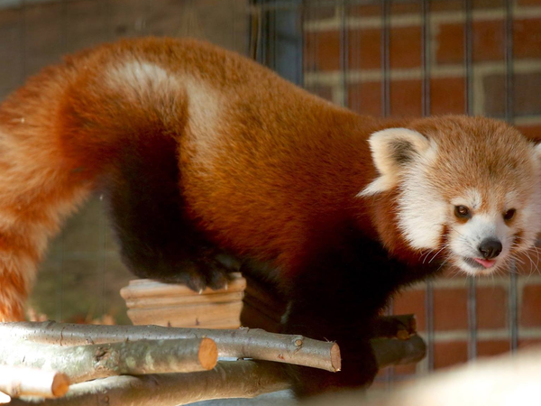 Red panda