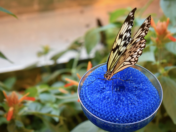 Butterfly landing on a flower 