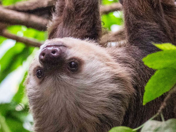 Beardsley Zoo Sloth