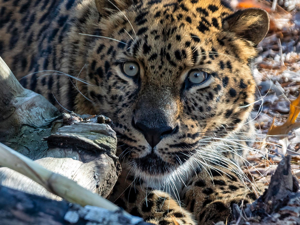 Beardsley Zoo Leopard